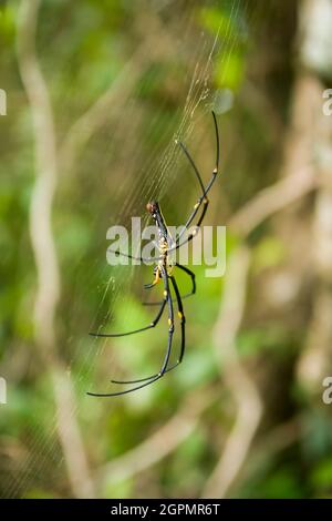 Eine Golden Orb-Weaver Spinne (Nephila maculata) im Sai Kung West Country Park, New Territories, Hong Kong Stockfoto