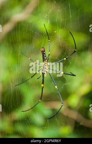 Eine Golden Orb-Weaver Spinne (Nephila maculata) im Sai Kung West Country Park, New Territories, Hong Kong Stockfoto