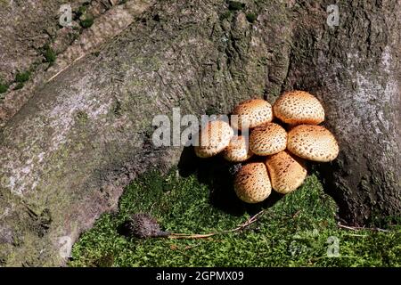 Pholiota squarrosa, allgemein bekannt als die zottelige Schalenkappe, ist nicht sehr gut Pilz, kann mit Honigpilz verwechselt werden Stockfoto