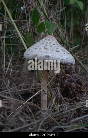 Essbare Sonnenschirmpilze im dicken Gras am Waldrand im Herbst Stockfoto