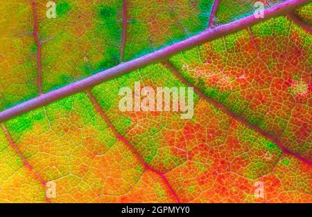 Abstrakte Textur eines grünen Blattes, Nahaufnahme von Blatttexturen Stockfoto