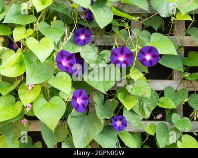 Der tiefblaue Morgenruhm Convolvulus Opa Ott wächst auf einem Spalier Stockfoto