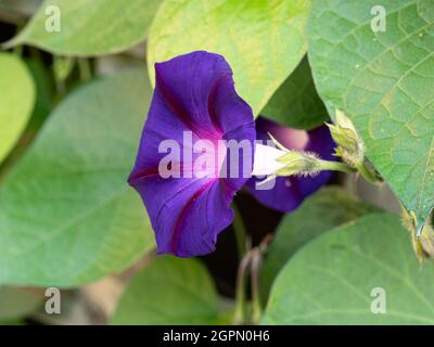 Eine Nahaufnahme einer einzigen Blume des tiefblauen Morgenglorms Convolvulus Opa Ott Stockfoto