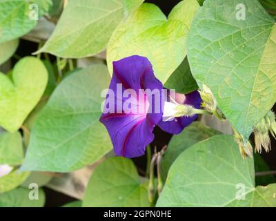 Eine Nahaufnahme einer einzigen Blume des tiefblauen Morgenglorms Convolvulus Opa Ott Stockfoto