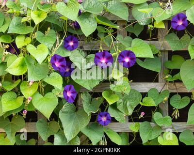 Der tiefblaue Morgenruhm Convolvulus Opa Ott wächst auf einem Spalier Stockfoto