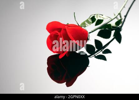 Schöne rote Rose mit dunklem Schatten auf weißem Hintergrund. Konzept von Romantik und Liebe. Symbol des Valentinstags. Speicherplatz kopieren Stockfoto