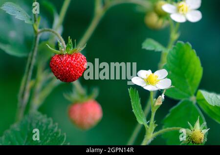 Fragaria vesca, gemeinhin als WildErdbeere bezeichnet, zeigt Blumen und Früchte Stockfoto