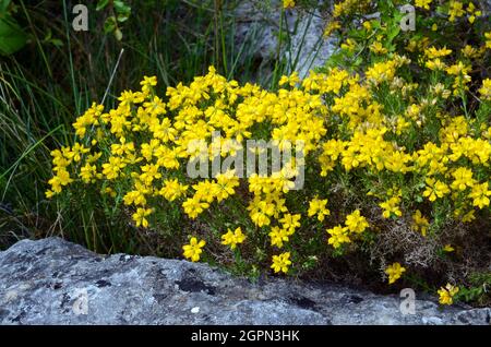 Genista (Genista hispanica) in Blüte Stockfoto