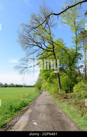 Idyllische Landschaft mit Wanderweg entlang eines Waldes mit grünen Blättern in der Landschaft in Westerwald, Rheinland-Pfalz, Deutschland, Europa Stockfoto