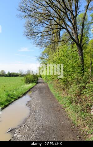 Idyllische Landschaft mit Wanderweg entlang eines Waldes mit grünen Blättern in der Landschaft in Westerwald, Rheinland-Pfalz, Deutschland, Europa Stockfoto