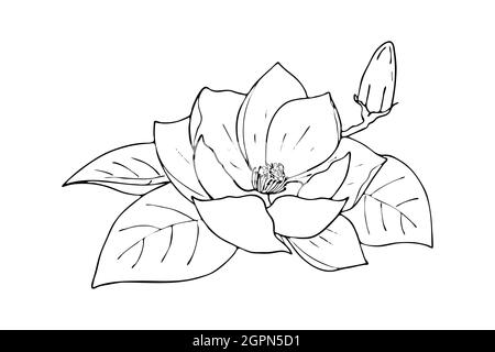 Lily Lotus Magnolie Blume mit Knospe, kritzelnde Hand Kontur Zeichnung, isoliert, auf weißem Hintergrund. Vektorgrafik Stock Vektor