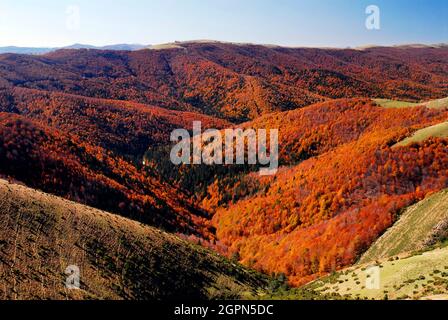 Buchenwald in der Selva de Irati mit den Farben des Herbstes. Navarra. Spanien Stockfoto