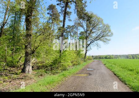 Idyllische Landschaft mit Wanderweg entlang eines Waldes mit grünen Blättern in der Landschaft in Westerwald, Rheinland-Pfalz, Deutschland, Europa Stockfoto