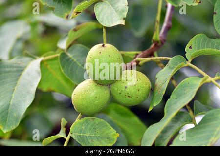 Walnüsse (Juglans regia) auf einem Walnussbaum Stockfoto