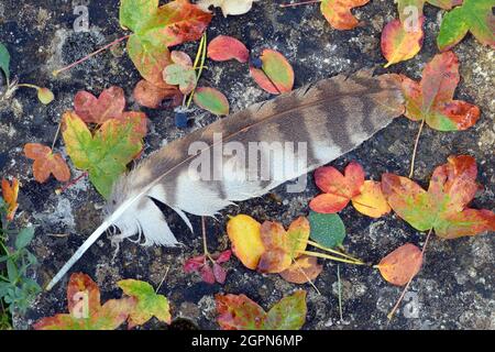Feder eines Vogels neben gefallenen Blättern im Herbst Stockfoto