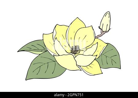 Lily Lotus Magnolia Farbe gelbe Blume mit Knospe, kritzelnde Hand Kontur Zeichnung, isoliert, auf weißem Hintergrund. Vektorgrafik Stock Vektor