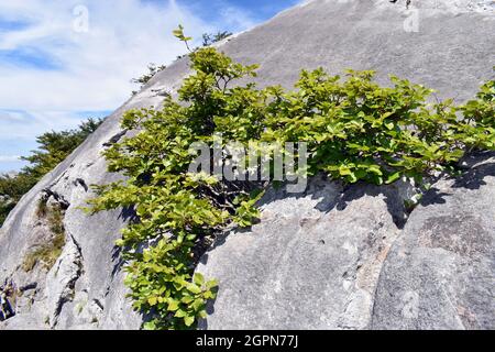 Kleine Buche (Fagus sylvatica), die auf Kalksteinfelsen wächst Stockfoto