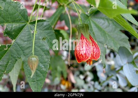 Abutilon ‘Red Tiger’ Chinesische Laterne Aphrodite – dunkelgelbe große glockenförmige Blüten mit roten Adern, ahornähnlichen Blättern, September, England, UK Stockfoto