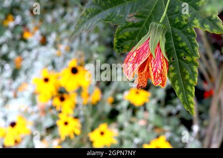 Abutilon ‘Red Tiger’ Chinesische Laterne Aphrodite – dunkelgelbe große glockenförmige Blüten mit roten Adern, ahornähnlichen Blättern, September, England, UK Stockfoto