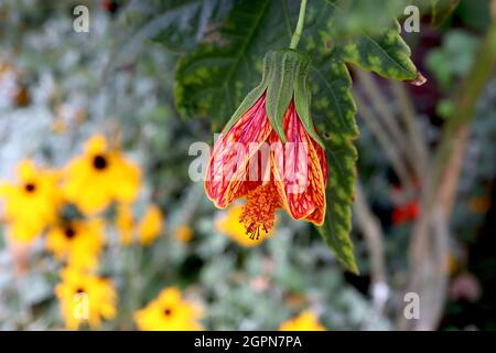 Abutilon ‘Red Tiger’ Chinesische Laterne Aphrodite – dunkelgelbe große glockenförmige Blüten mit roten Adern, ahornähnlichen Blättern, September, England, UK Stockfoto