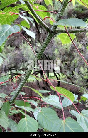 Acer davidii ‘George Forrest’ Schlangenrindenahorn – gestreifte hellgrüne und dunkelbraune Rinde, mittelgrüne Blätter mit roten Stielen, September, England, Großbritannien Stockfoto