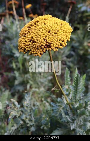 Achillea filipendulina ‘cloth of Gold’ Schafgarbe cloth of Gold - große gewölbte Haufen winziger gelber Blüten an hohen Stielen, September, England, Großbritannien Stockfoto