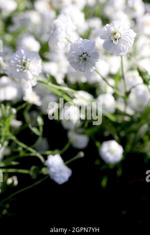 Achillea ptarmica ‘Peter Cottontail’ Niesen Peter Cottontail – kleine weiße Doppelblüten in lockeren Büscheln an drahtigen Stielen, September, England, Großbritannien Stockfoto