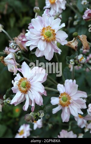 Anemone hapehensis var japonica ‘Frilly Knickers’ Japanische Anemone Frilly Knickers - untertasse-förmige, sehr hellrosa Doppelblüten mit grüner Mitte, Stockfoto