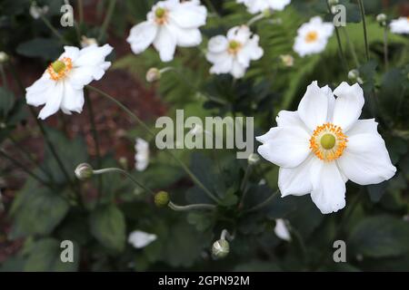 Anemone x hybrida ‘Honorine Jobert’ Japanische Anemone Honorine Jobert – gekräuselte untertasse-förmige weiße Blüten mit grüner Mitte und gelben Staubgefäßen, Großbritannien Stockfoto