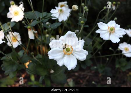 Anemone x hybrida ‘Honorine Jobert’ Japanische Anemone Honorine Jobert – gekräuselte untertasse-förmige weiße Blüten mit grüner Mitte und gelben Staubgefäßen, Großbritannien Stockfoto