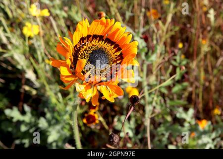 Arctotis fastuosa ‘Jaffa Ice’ Cape Daisy Jaffa Ice – orange Gänseblümchen-ähnliche Blüten mit dunkelbraunen Ligeln, September, England, UK Stockfoto