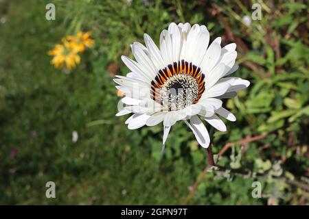 Arctotis fastuosa ‘Jaffa Ice’ Cape Daisy Jaffa Ice – weiße Gänseblümchen-ähnliche Blüten mit dunkelbraunen Ligeln und orangefarbenem Halo, September, England, UK Stockfoto