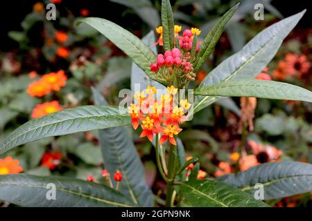 Asclepias curassavica mexikanisches Schmetterlingskraut - Haufen kleiner aufrechter gelber Blütenblätter und heruntergedrehter orangefarbener Blütenblätter, dunkelgrüne, lanzförmige Blätter, Stockfoto