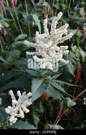 Astylbe x arendsii ‘Brautscheleier’ falscher Ziegenbart Bridal Veil - aufrecht verzweigte Rispen mit winzigen weißen Blüten, September, England, Großbritannien Stockfoto