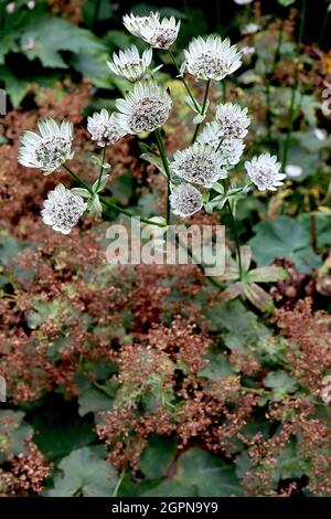 Astratia major ‘Star of Billion’ masterwort Star of Billion - weiße Röhrenblüten mit grün-spitzen weißen Brakten, September, England, Großbritannien Stockfoto