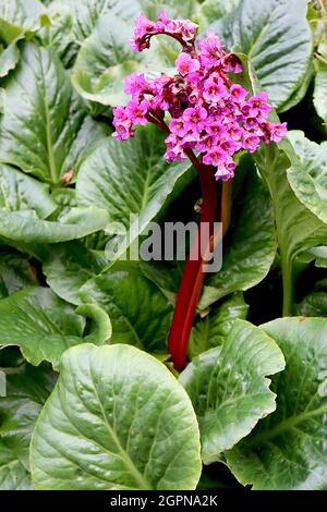 Bergenia cordifolia ‘Purpurea’ Elephant’s Ears Purpurea – tiefrosa Blüten auf dicken roten Stielen, September, England, Großbritannien Stockfoto