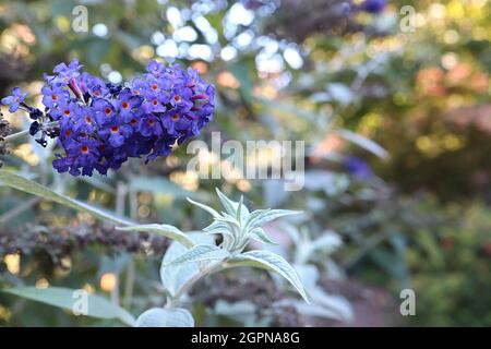 Buddleja davidii ‘Nanho Blue’ Schmetterlingsbusch Nanho Blue - langer kegelförmiger Haufen winziger violett-blauer Blüten mit orangefarbenem Zentrum, graugrünen Blättern, UK Stockfoto