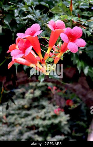 Campsis radicans Trompetenrebe – große trichterförmige Blüten mit orangefarbenem Schlauch, September, England, Großbritannien Stockfoto