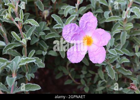 Cistus x bornetianus ‘Jester’ Rockrose Jester - mittelgroße rosa Blüten mit zerkrinkten Blütenblättern, kurze graugrüne Blätter mit welligen weißen Rändern, September, Stockfoto