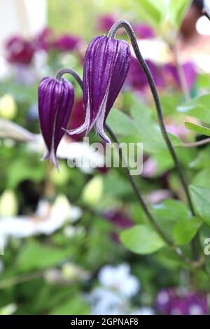 Clematis ‘Roguchi’ oder ‘Rooguchi’ tiefviolett glänzende geschlossene glockenförmige Blüten mit silbernen, ausgestellten Blütenblättern, September, England, Großbritannien Stockfoto