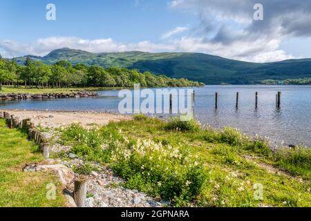 Ben Lomond vom Ufer des Loch Lomond in Inverbeg aus gesehen. Es ist der südlichste Munro. Stockfoto