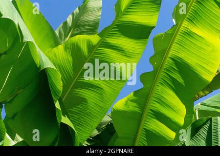 Große grüne tropische Bananenpflanze lässt sich vor einem blauen Sommerhimmel abfärben Stockfoto