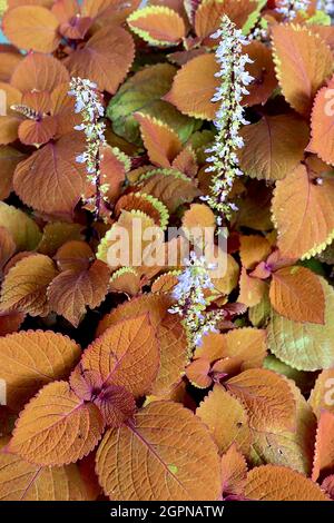 Coleus scutellarioides ‘campfire’ flame Brennnessel campfire – aufrechte Trauben aus winzigen blauen Blüten und eiskroten, braunen Blättern mit roten Rändern, Großbritannien Stockfoto