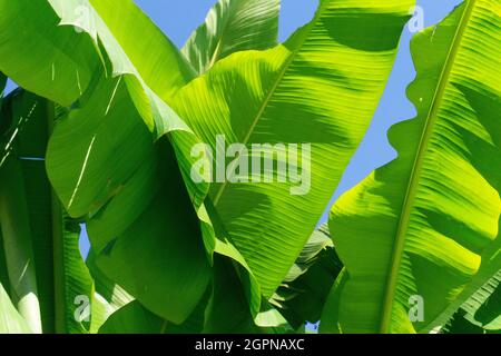 Große grüne tropische Bananenpflanze lässt sich vor einem blauen Sommerhimmel abfärben Stockfoto