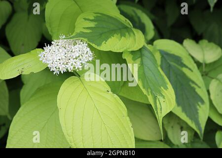 Cornus alba ‘Spaethii’ rotbelltes Dogwood – kuppelige Haufen winziger weißer Blüten, lindengrünes und dunkelgrün gefärbtes Laub, September, England, Stockfoto