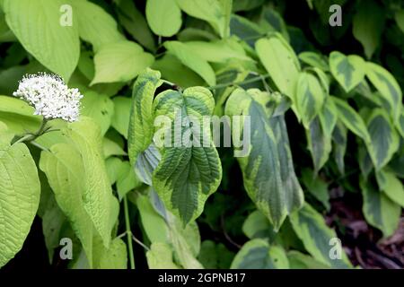 Cornus alba ‘Spaethii’ rotbelltes Dogwood – kuppelige Haufen winziger weißer Blüten, lindengrünes und dunkelgrün gefärbtes Laub, September, England, Stockfoto