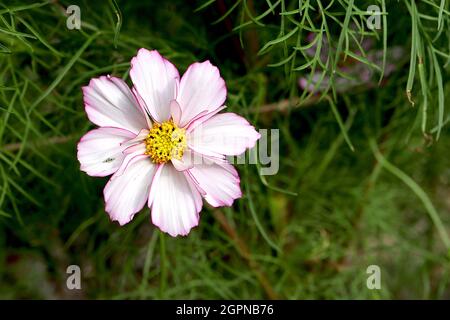 Cosmos bipinnatus ‘Fizzy Rose Picotee’ weiße Blüten mit tiefrosafarbenen Rändern und kurzen inneren Blütenblättern, fedrige Blätter, September, England, Großbritannien Stockfoto