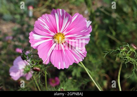 Cosmos bipinnatus ‘Rosetta’ weiße, schalenförmige Blüten mit mittelrosa Streifen und fedrigen Blättern, September, England, UK Stockfoto