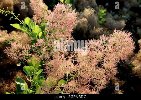 Cotinus coggygria ‘Young Lady’ Zwergrauchbusch Young Lady – hellrosa flauschige Blüten und frische grüne Ovateblätter, September, England, Großbritannien Stockfoto