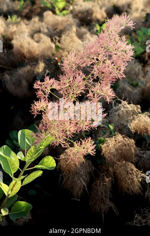 Cotinus coggygria ‘Young Lady’ Zwergrauchbusch Young Lady – hellrosa flauschige Blüten und frische grüne Ovateblätter, September, England, Großbritannien Stockfoto